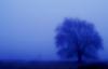Sycamore at Dawn